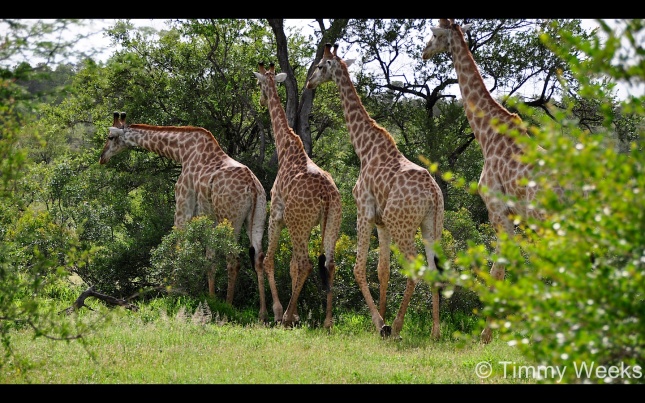 Giraffe - Giraffa Camelopardalis