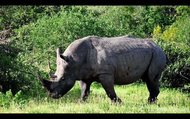  Southern White Rhinoceros - Ceratotherium Simum